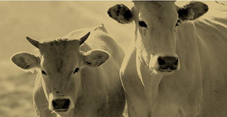 Carne de vaca rubia gallega