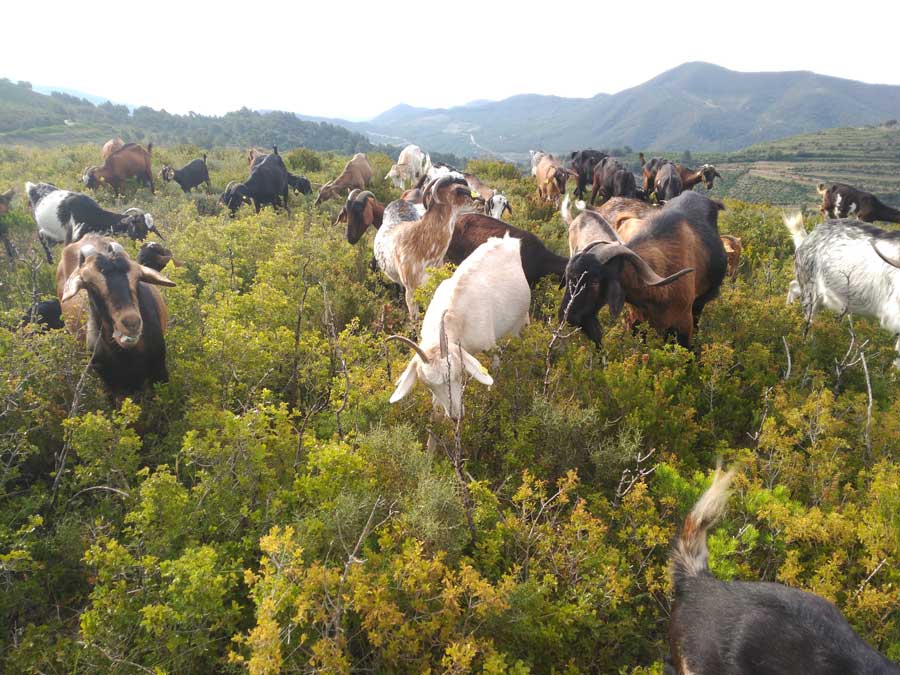 Herd of goats browsing freely among green scrub with mountains in the distance
