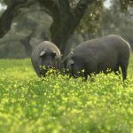 Comprar carne de cerdo Ibérico de bellota en campo natura es fácil.
