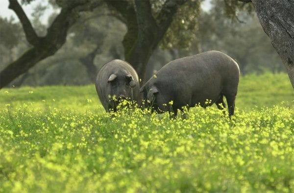 Comprar carne de cerdo Ibérico de bellota en campo natura es fácil.