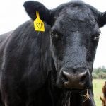 Vaca angus