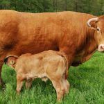 Vaca rubia da buenos chuletones.