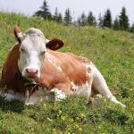 Vaca Simmental Alemana de Baviera.