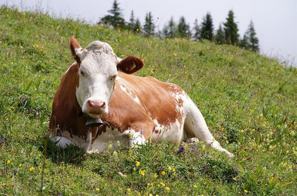 Vaca Simmental Alemana de Baviera.