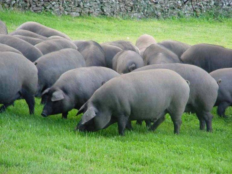 Cerdos alimentándose de bellotas en la montanera onubense