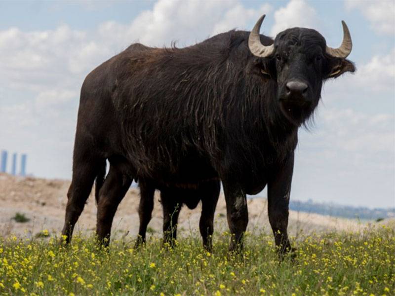 carne de búfalo en España.
