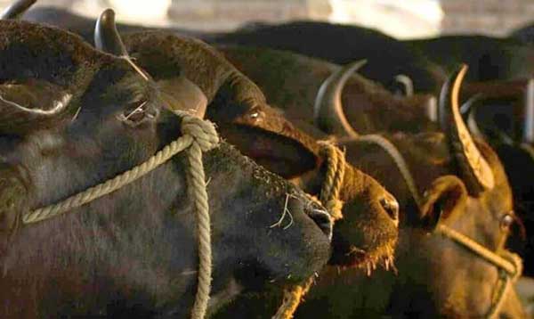 Proveedor de carnes de búfalo en España.