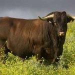 La raza retinta ofrece unos T-bones de la mejor calidad