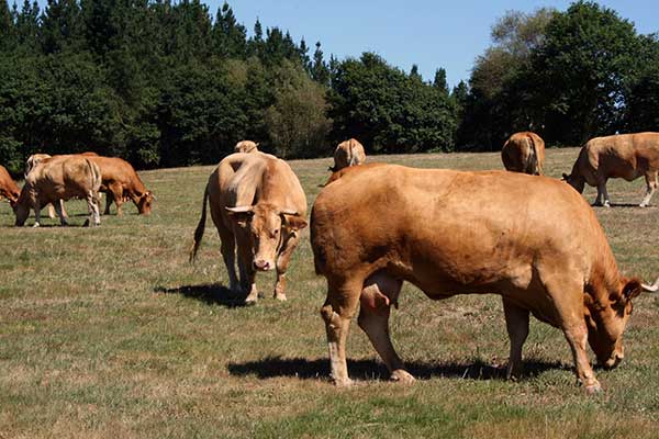 Vaca rubia gallega pastando en Galicia