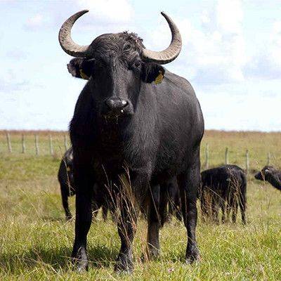 Búfalo en la pradera