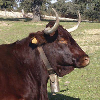 Vaca retinta en la dehesa