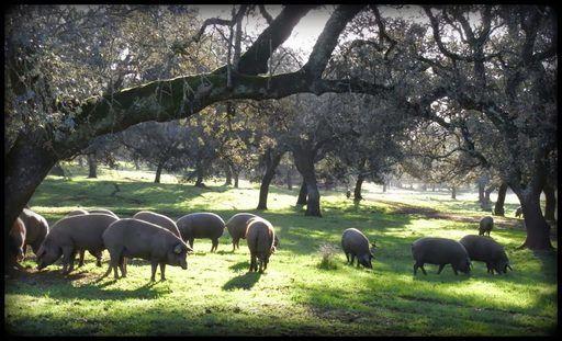 Cerdos ibéricos de bellota en la dehesa