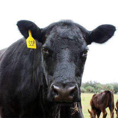 Vaca Black Angus en el campo