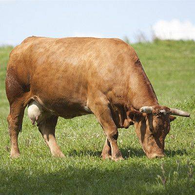 Vaca rubia gallega pastando